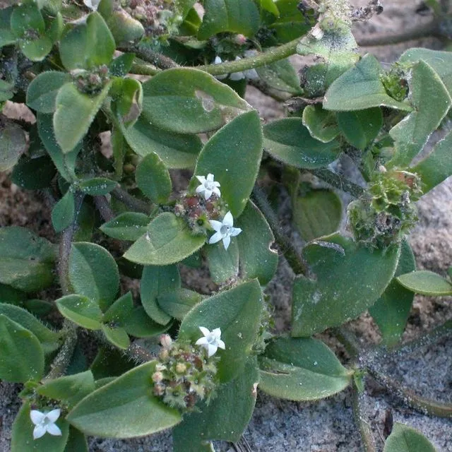 thumbnail for publication: Biology and Management of Pusley (Richardia L.) in Turfgrass and Landscape Planting Beds